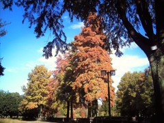 庄内緑地公園(2)