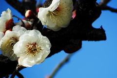今年の白梅
