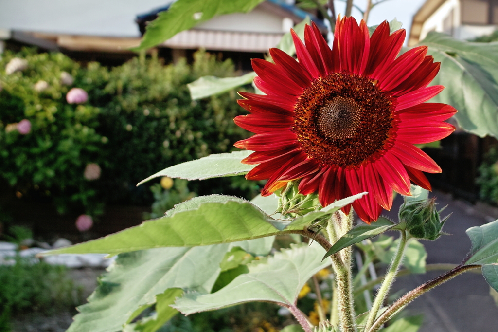 紅いひまわり