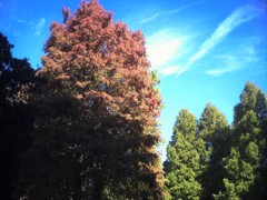 庄内緑地公園の秋(3)