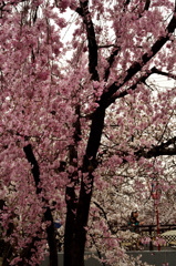 　　　きれいな山桜