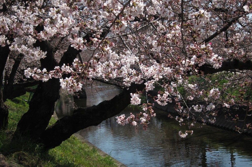 五条川の桜