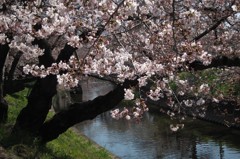 五条川の桜