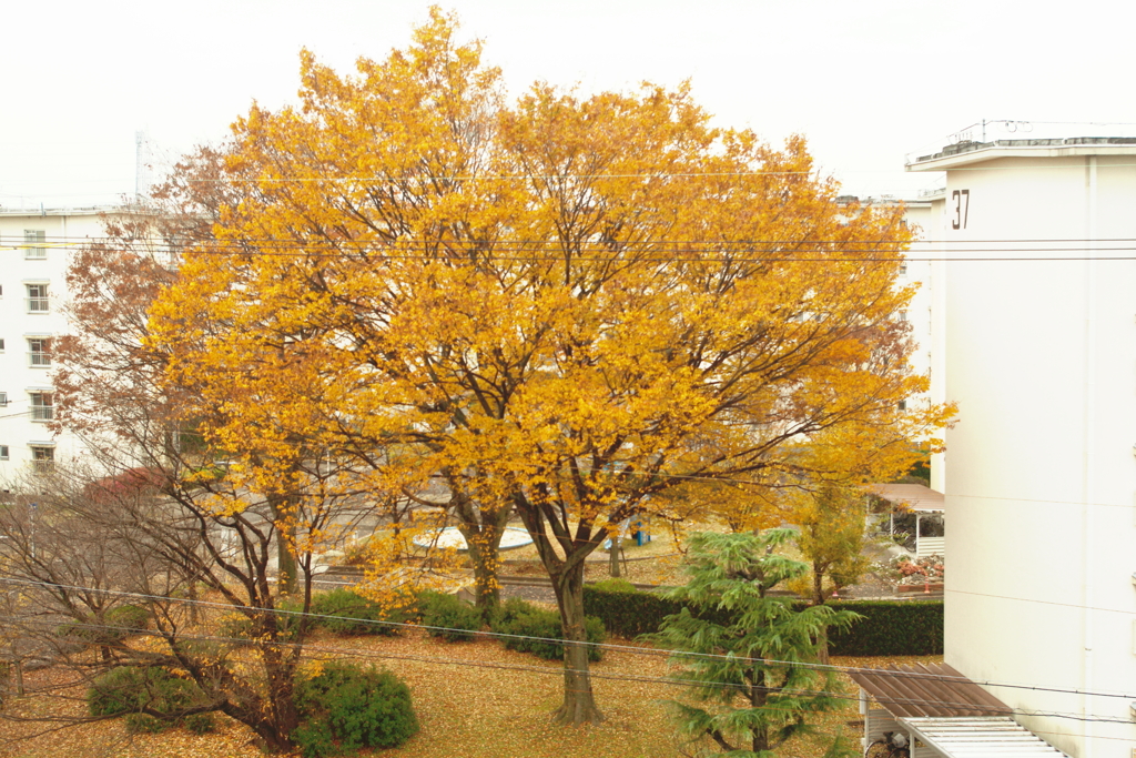 11月30日の欅
