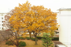 11月30日の欅