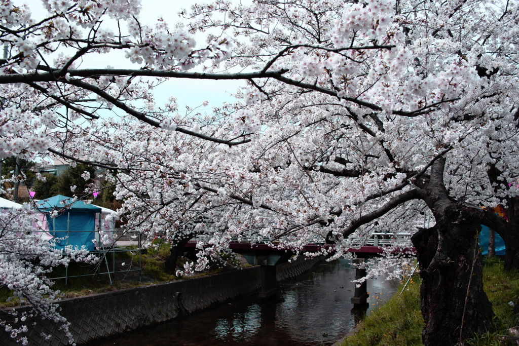 五条川の桜(1)
