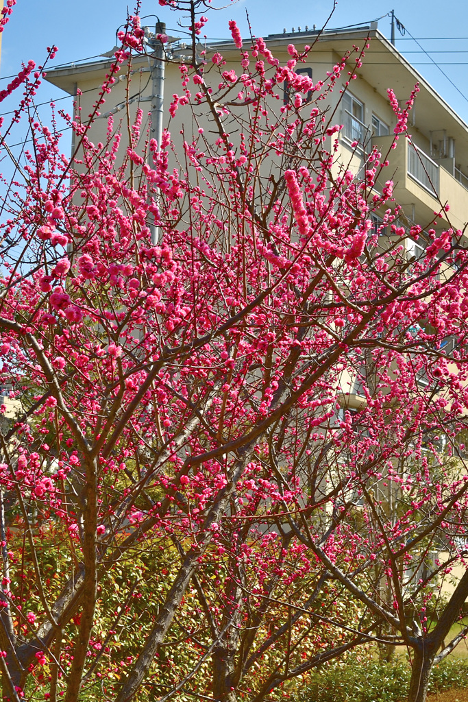 春がそこまで