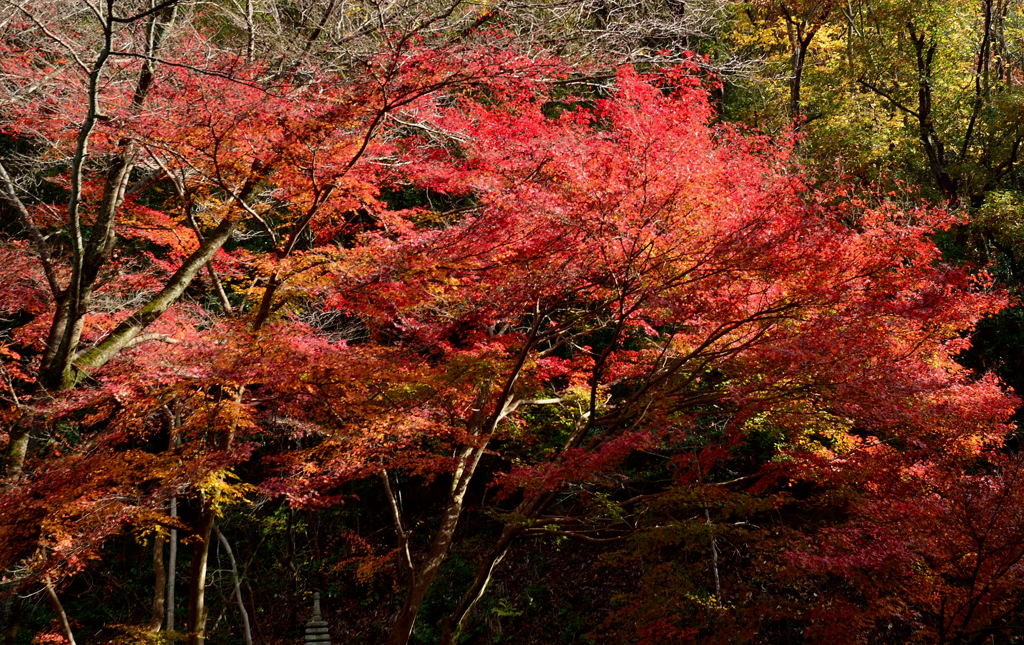 寂光院の紅葉(4)
