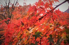 東福寺の紅葉