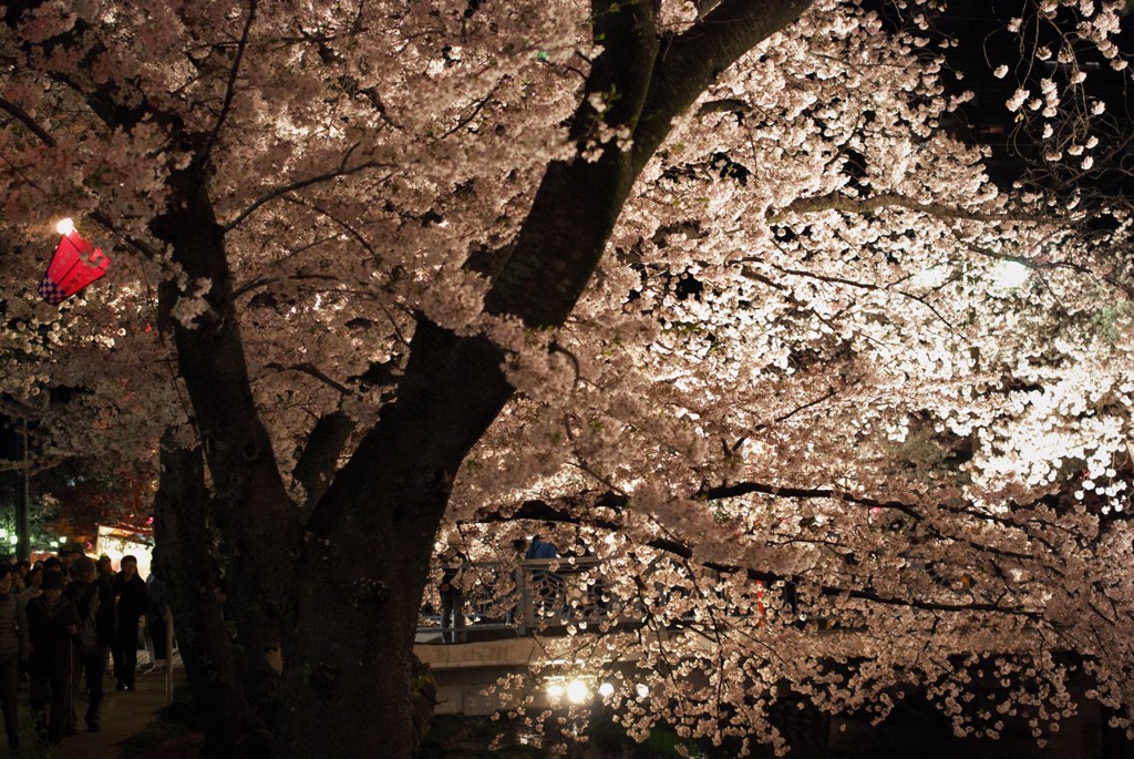 岩倉五条川の夜桜・IMGP1915 