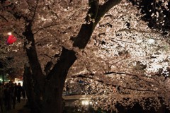 岩倉五条川の夜桜・IMGP1915 