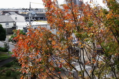 葉の淋しくなった欅