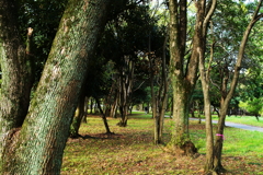 県営林間公園