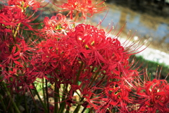 彼岸花