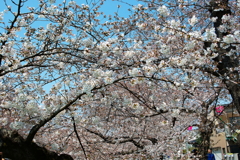 今年の初桜撮り