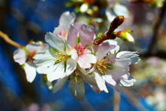 11月の四季桜