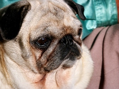 老パグ