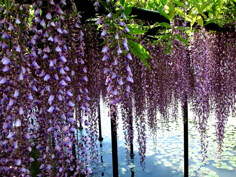 水辺に咲く藤の花