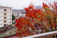 窓の外の紅葉