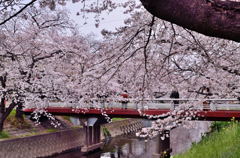 五条川の桜(2016年)