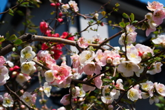 珍しい花.その２