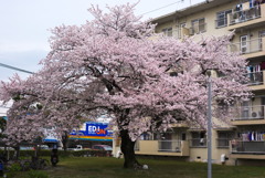一本の見事な桜