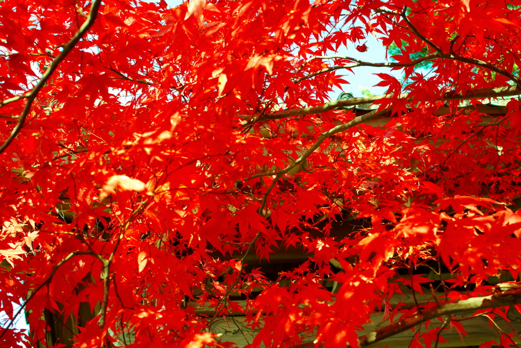 寂光院の紅葉(3)