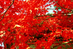 寂光院の紅葉(3)