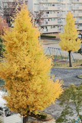 朝日に輝く黄金色のイチョウ