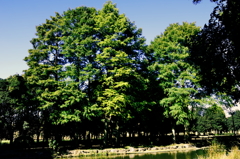 庄内緑地公園の秋