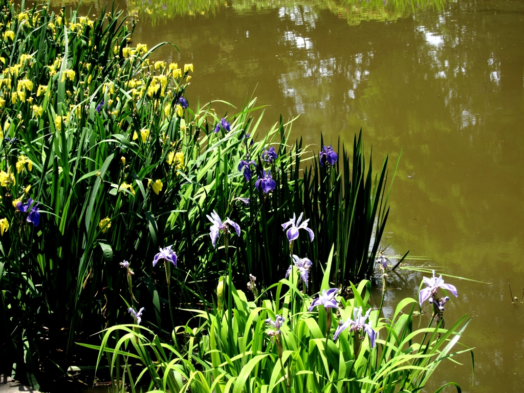 庄内緑地公園ガマ池