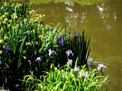 庄内緑地公園ガマ池