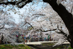 五条川の桜(5)