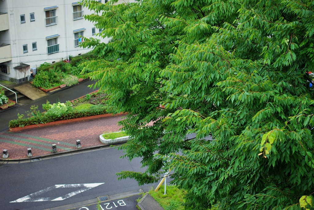 梅雨・雨の日