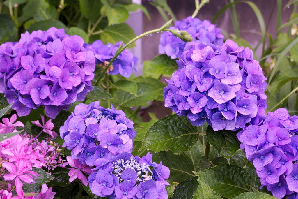 雨の日の紫陽花