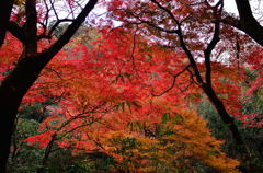 寂光院の紅葉(2)