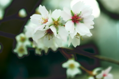 四季桜