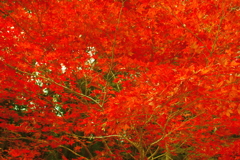 寂光院の紅葉(1)