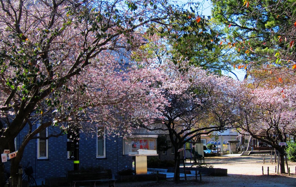 冬に咲く四季桜の風景