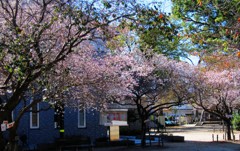 冬に咲く四季桜の風景