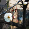 早春の白梅