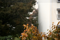 今日は台風接近で雨