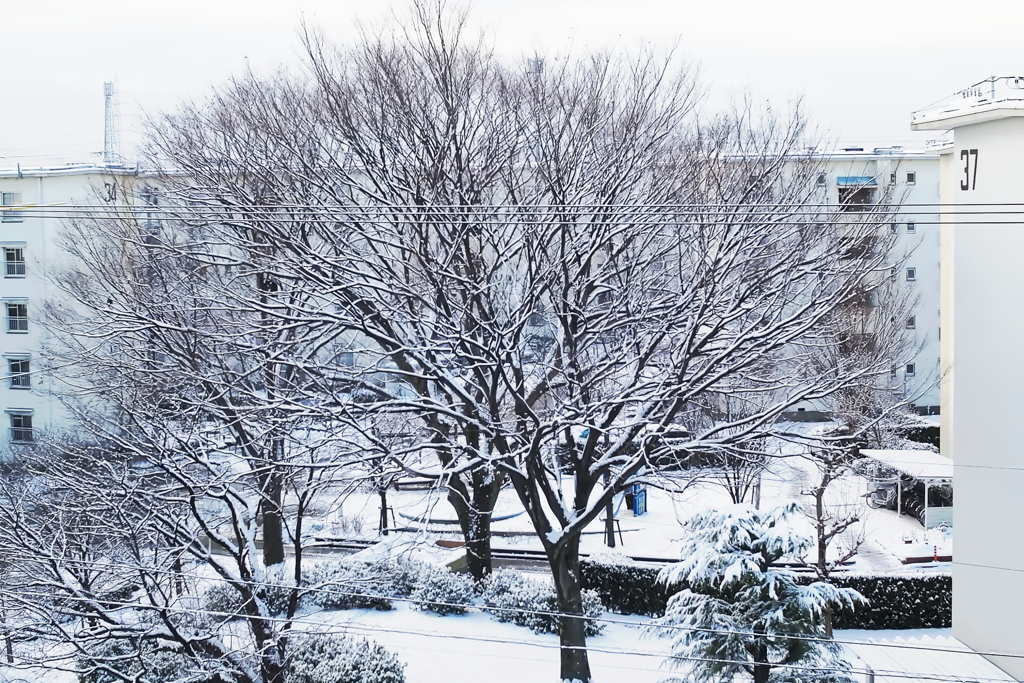 雪景色