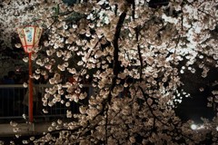 岩倉五条川の夜桜・IMGP1918 