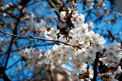 桜まつり前