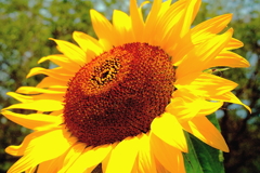 夏は「ひまわり」