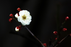 まだ蕾が多い白梅