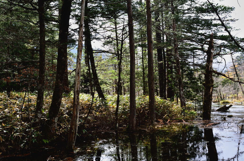 上高地・岳沢湿原(A)