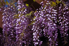 児童公園の藤の花