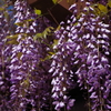 児童公園の藤の花